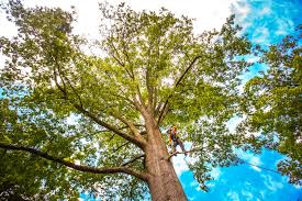 Best Tree and Shrub Care  in USA