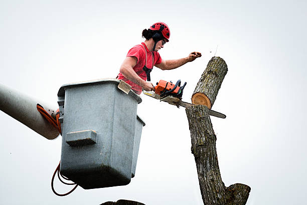 Best Fruit Tree Pruning  in USA